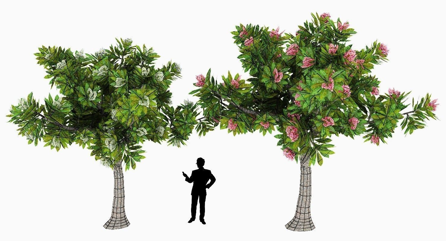 Peltophorum Flower 2 Trees Low-poly 3D model_6