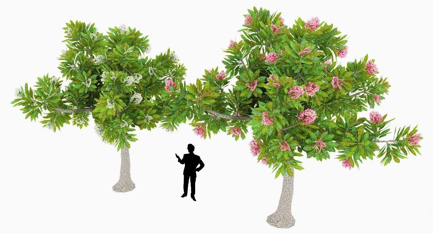 Peltophorum Flower 2 Trees Low-poly 3D model_2