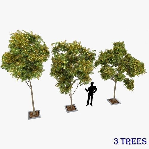 Prosopis Cineraria 3 Trees Low-poly 3D model