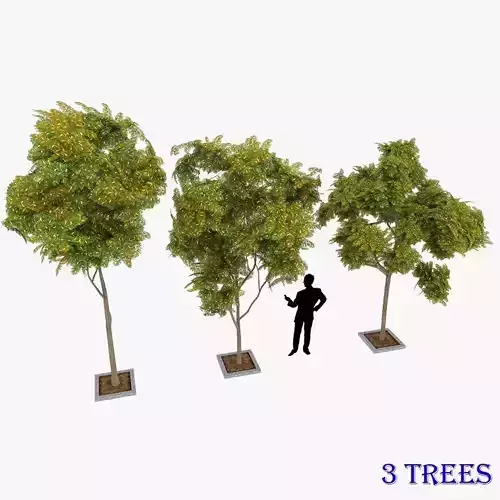 Prosopis Cineraria 3 Trees Low-poly 3D model