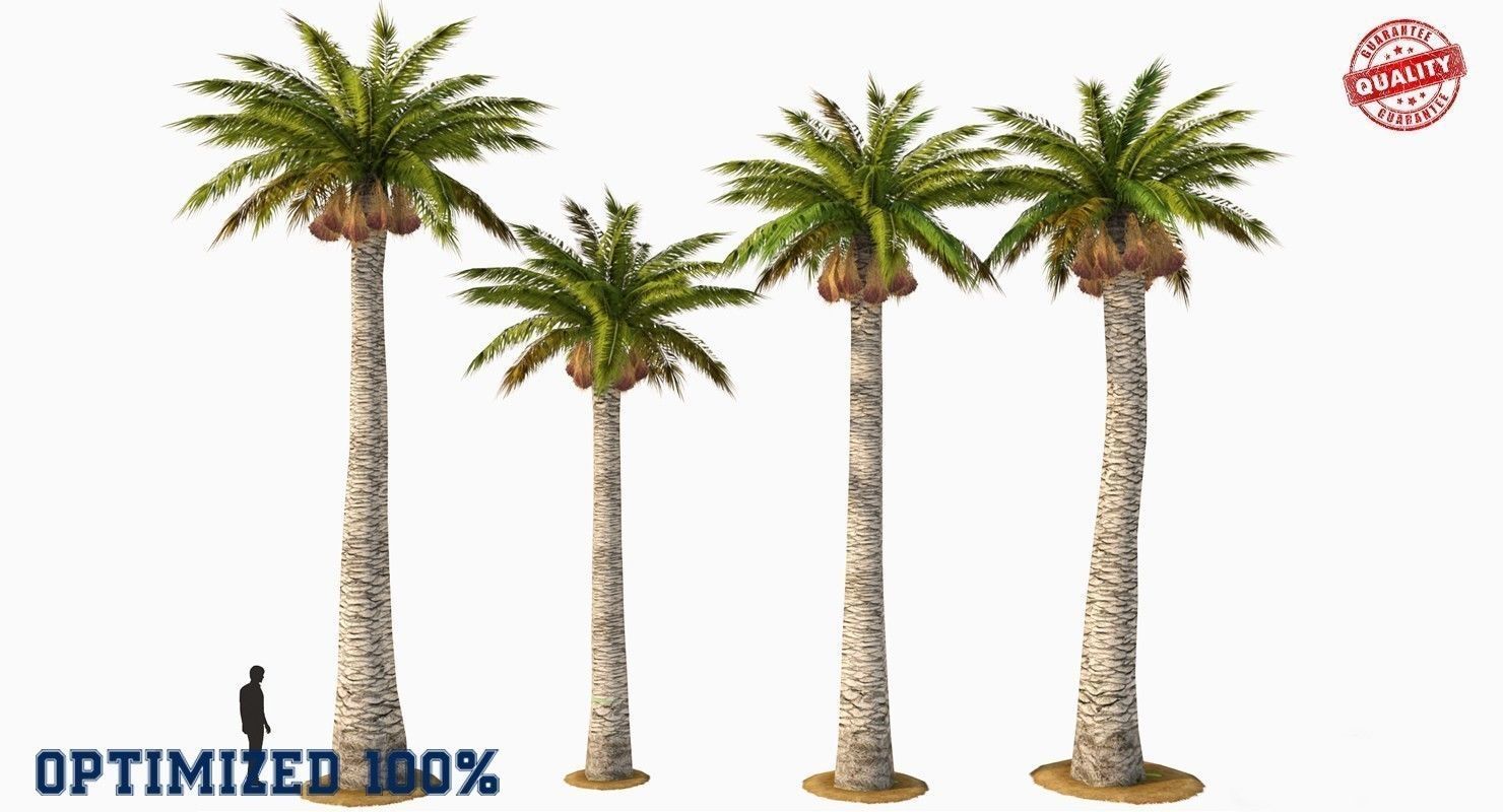 Palm Washingtonia 4 Trees Low-poly 3D model_1