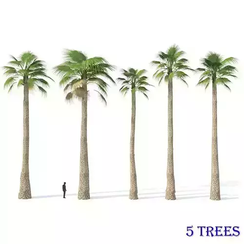 Palm Washingtonia 5 Trees