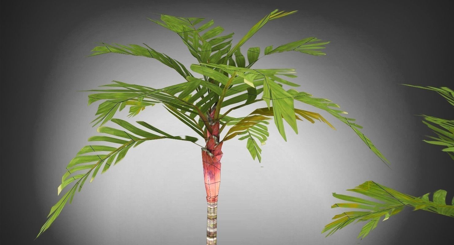 Areca Vestiaria Palm 2 Trees Low-poly 3D model_10