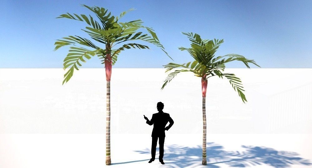 Areca Vestiaria Palm 2 Trees Low-poly 3D model_7
