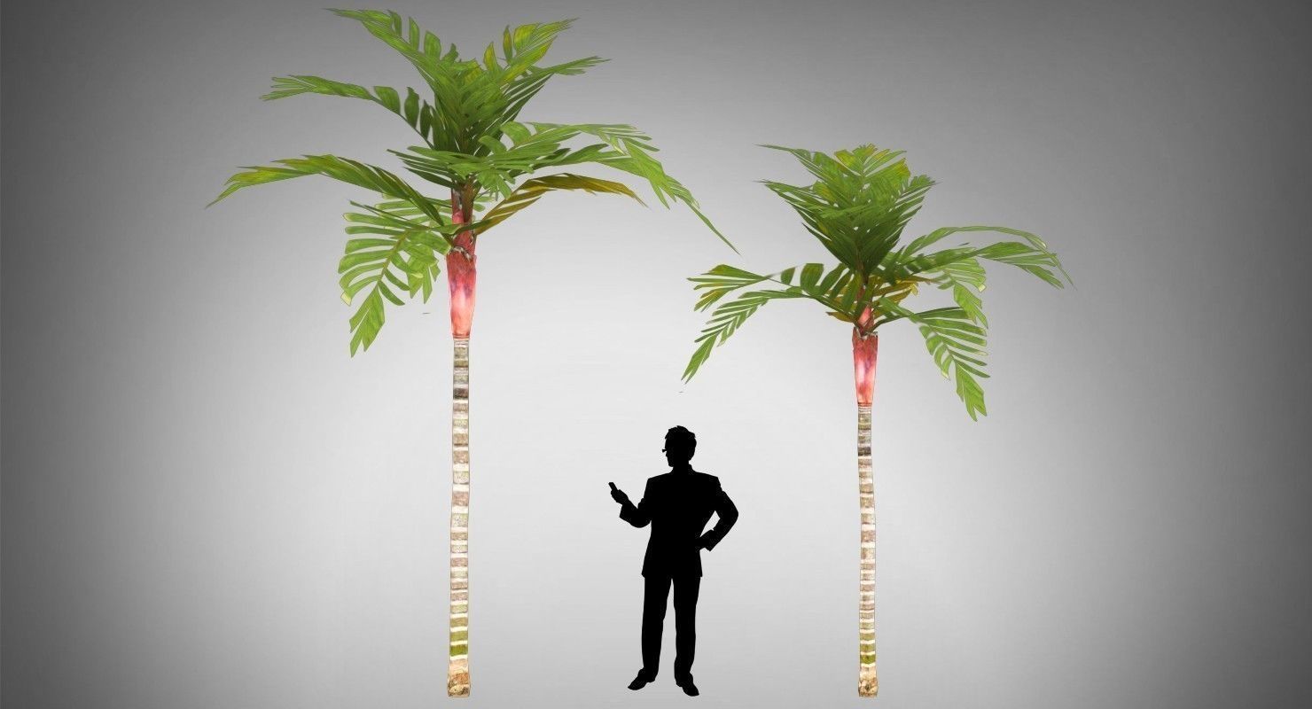 Areca Vestiaria Palm 2 Trees Low-poly 3D model_6