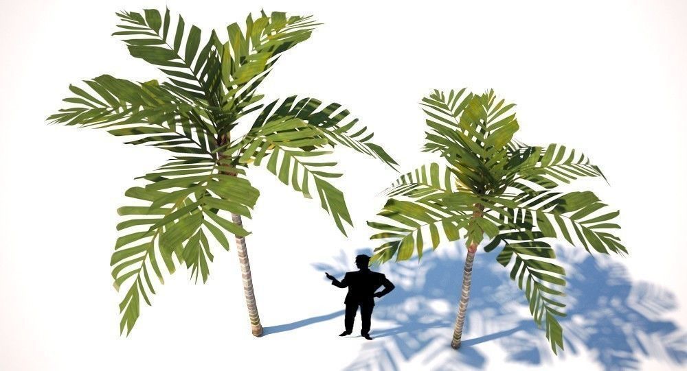 Areca Vestiaria Palm 2 Trees Low-poly 3D model_8