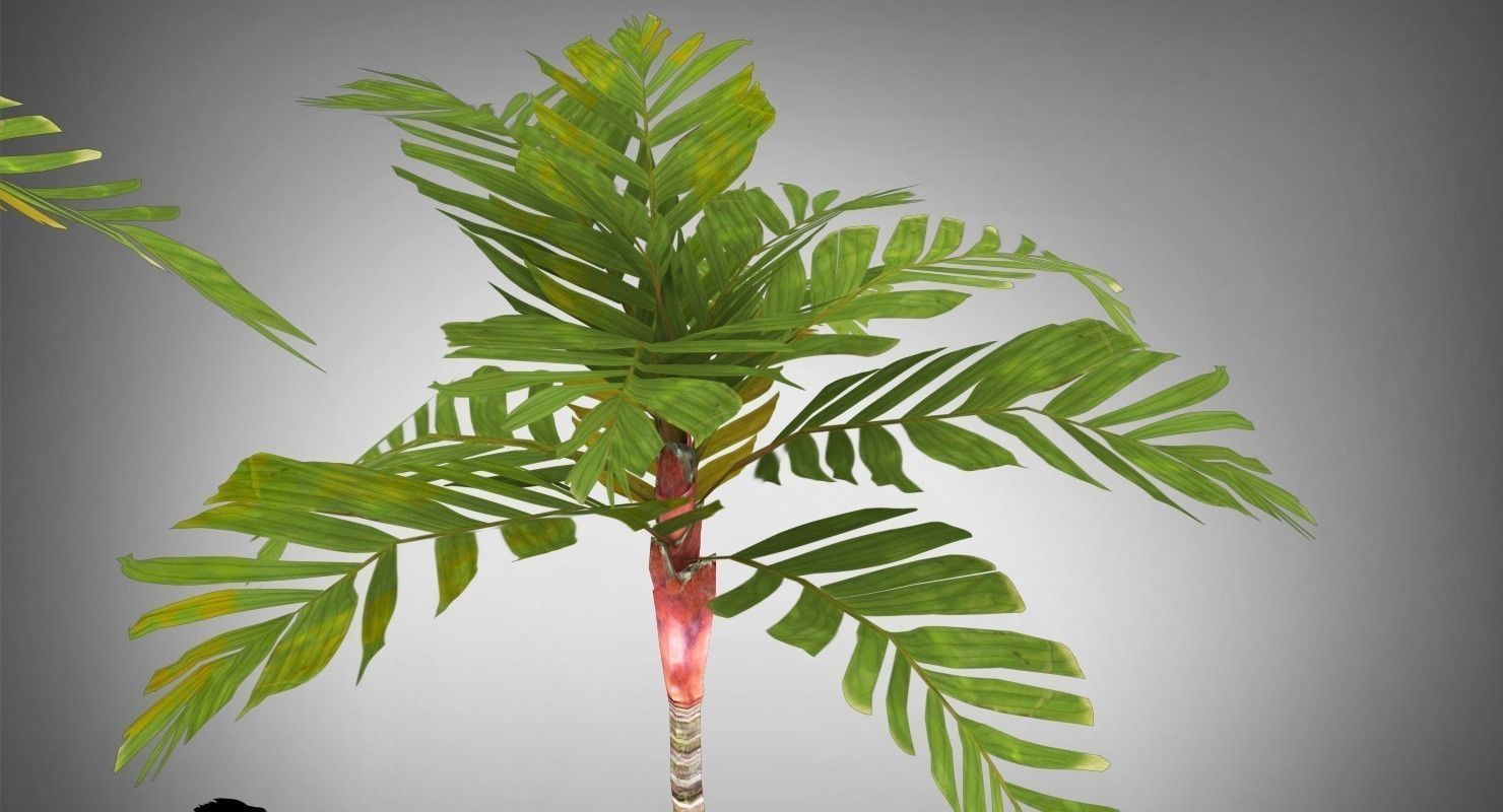 Areca Vestiaria Palm 2 Trees Low-poly 3D model_4