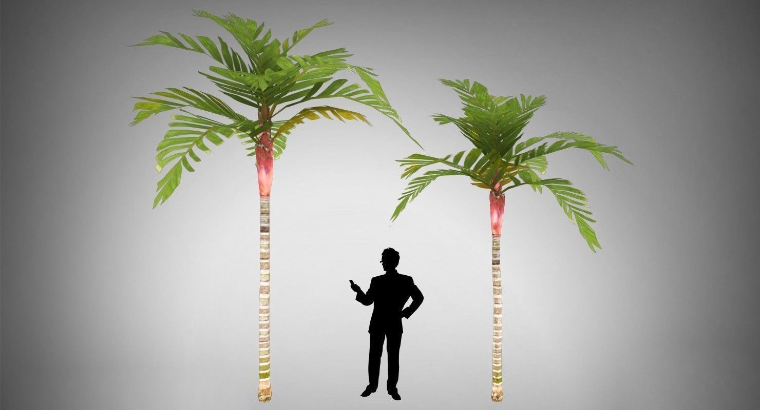 Areca Vestiaria Palm 2 Trees Low-poly 3D model_1