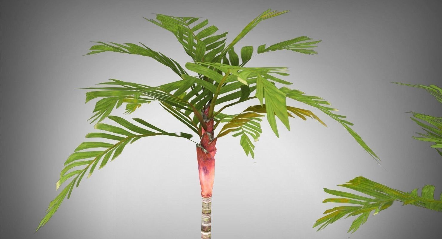 Areca Vestiaria Palm 2 Trees Low-poly 3D model_2
