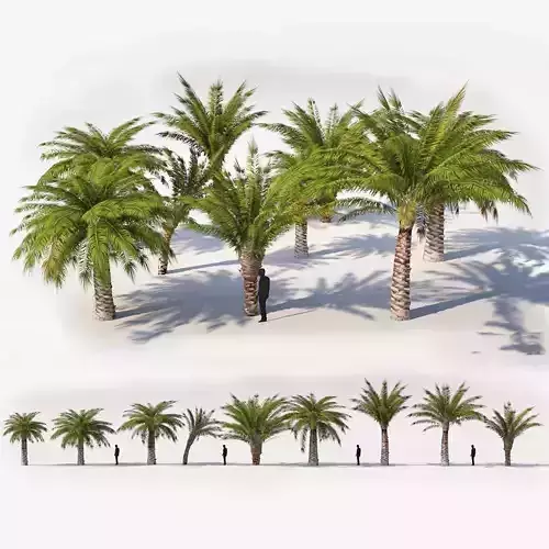 Small Palm 9 Trees Set