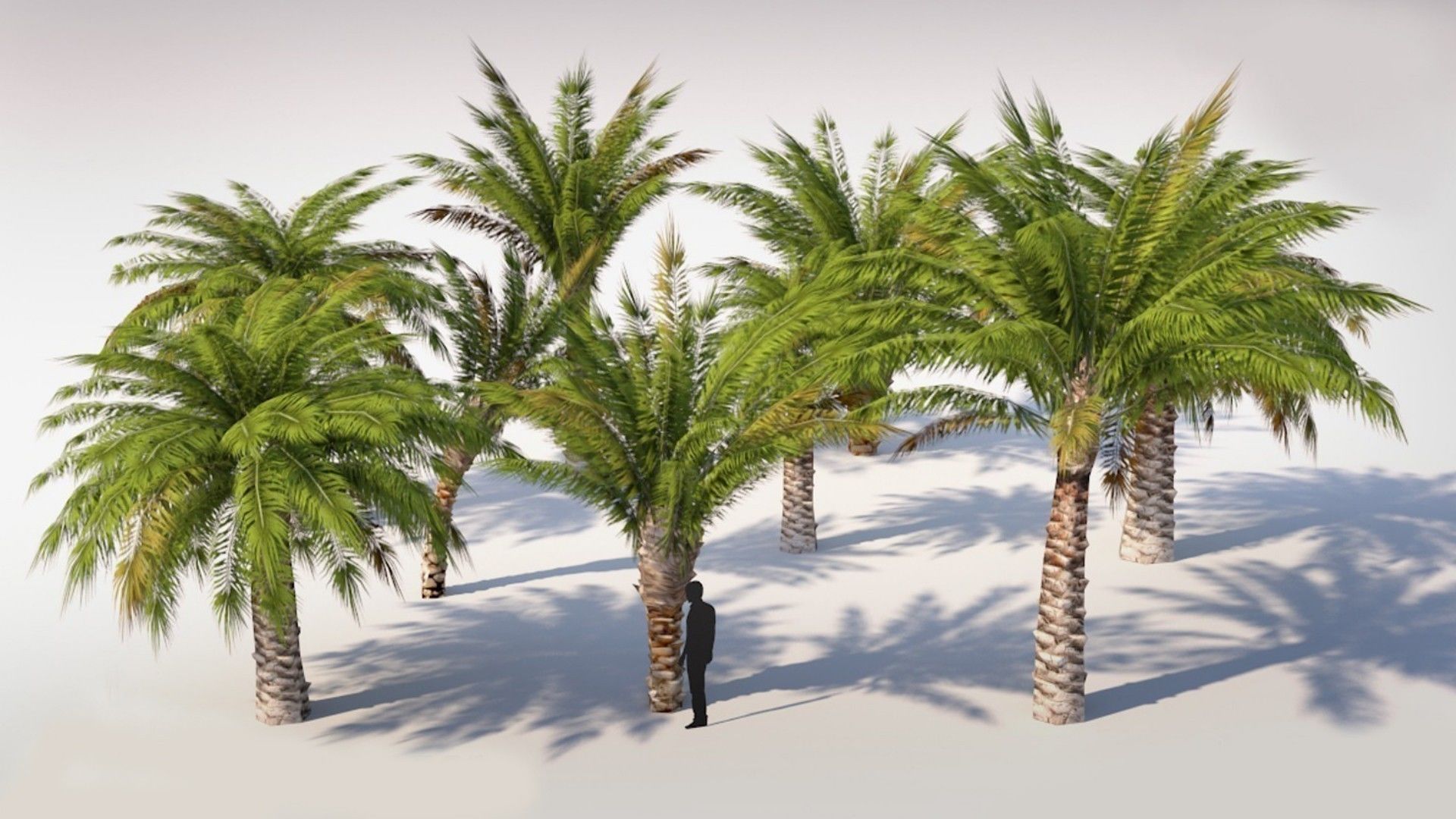 Small Palm 9 Trees Set Low-poly 3D model_1