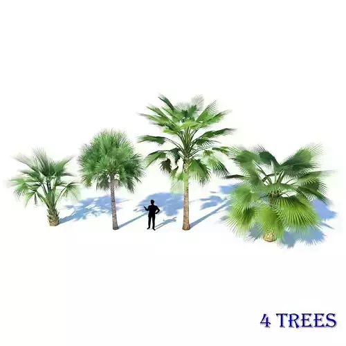 Palm 4 Trees