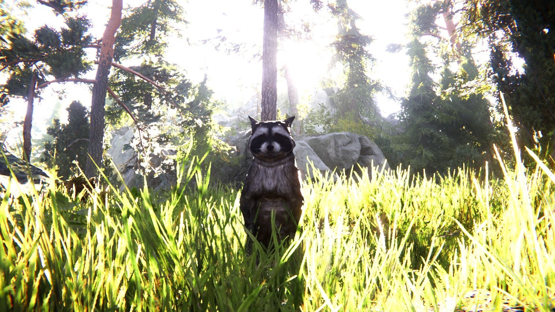 Realistic Raccoon and Red Panda 3D model_4