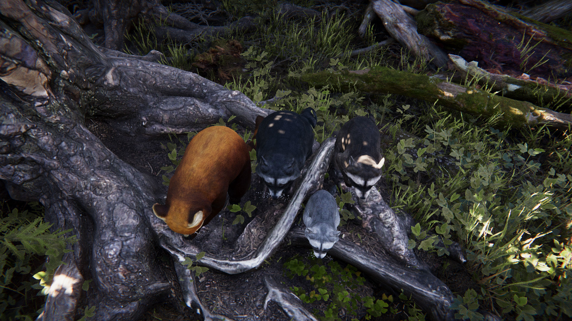 Realistic Raccoon and Red Panda 3D model_9