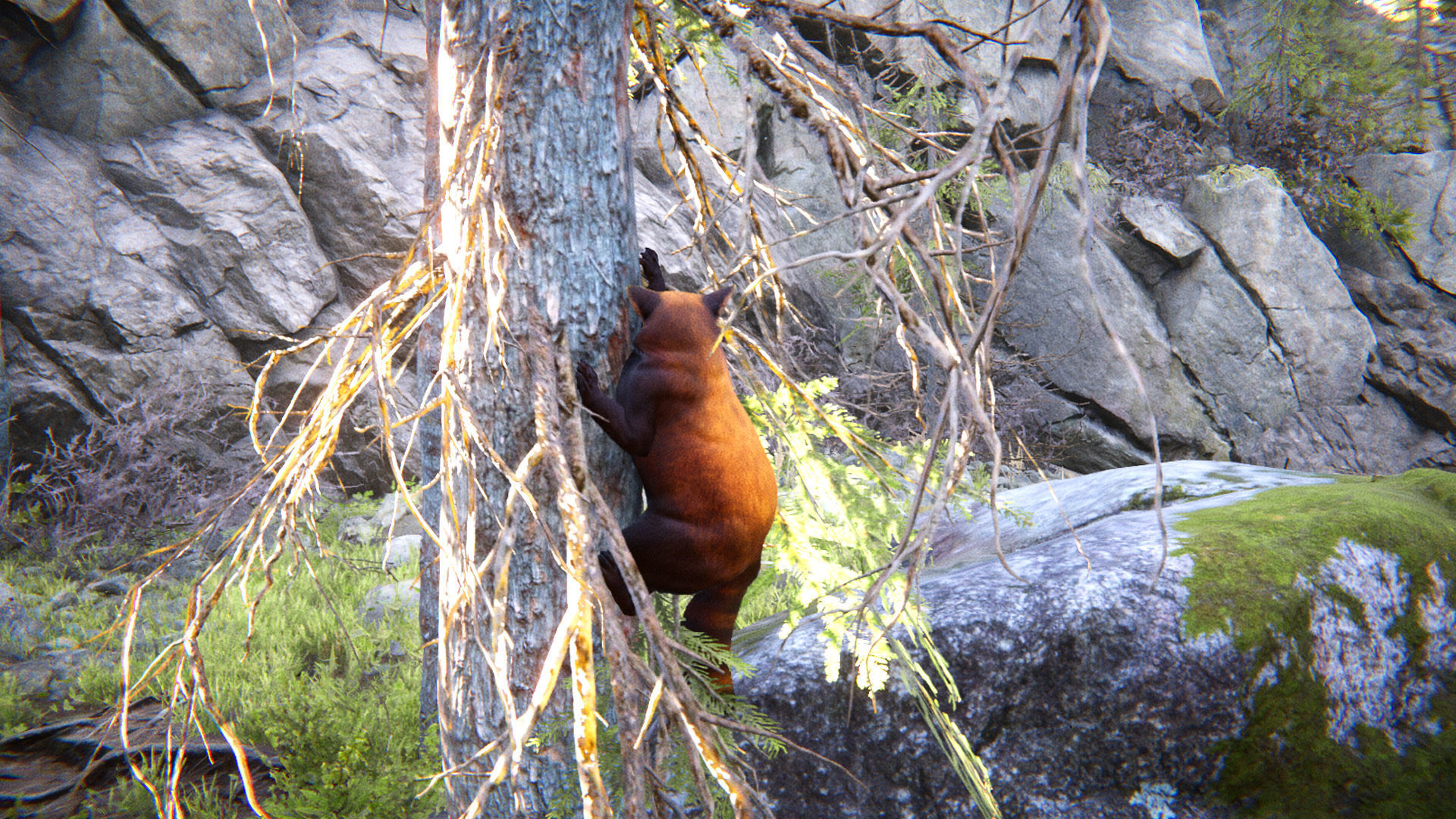 Realistic Raccoon and Red Panda 3D model_13