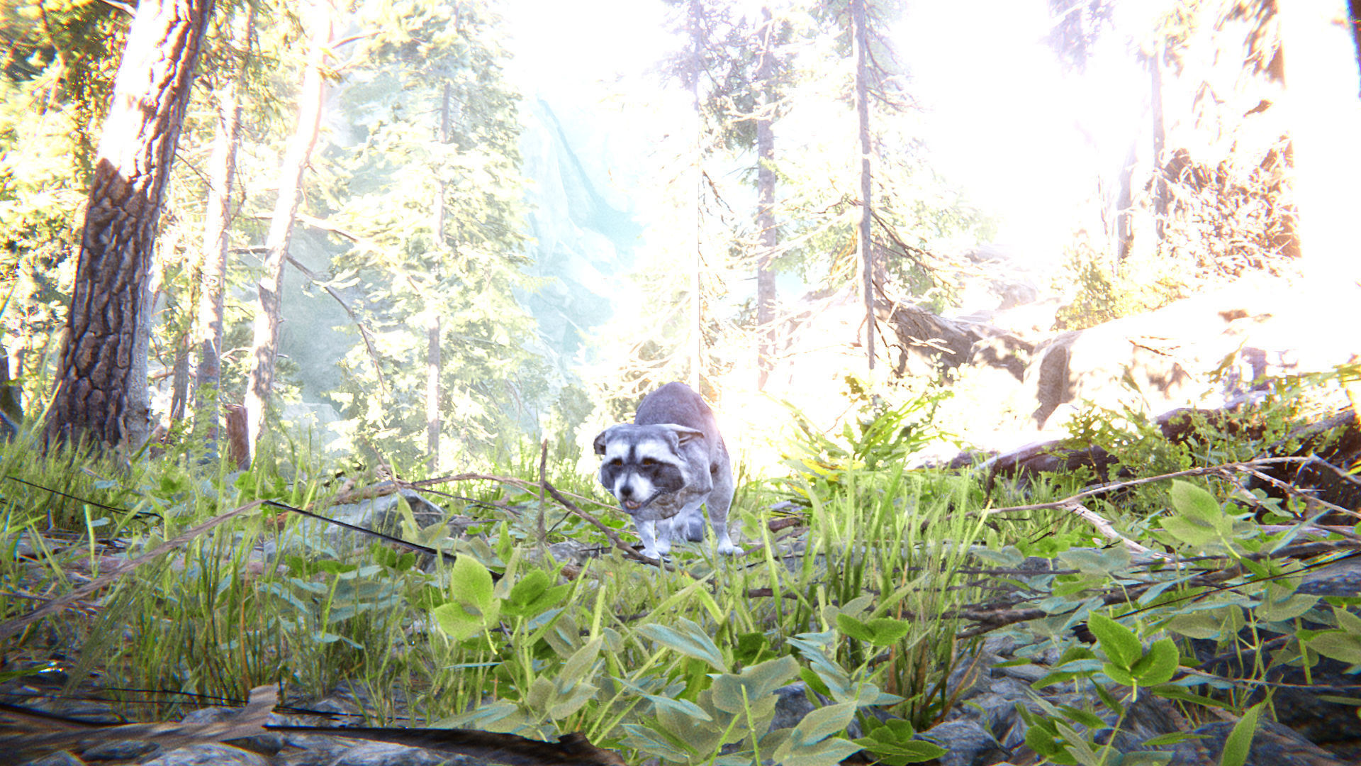 Realistic Raccoon and Red Panda 3D model_8