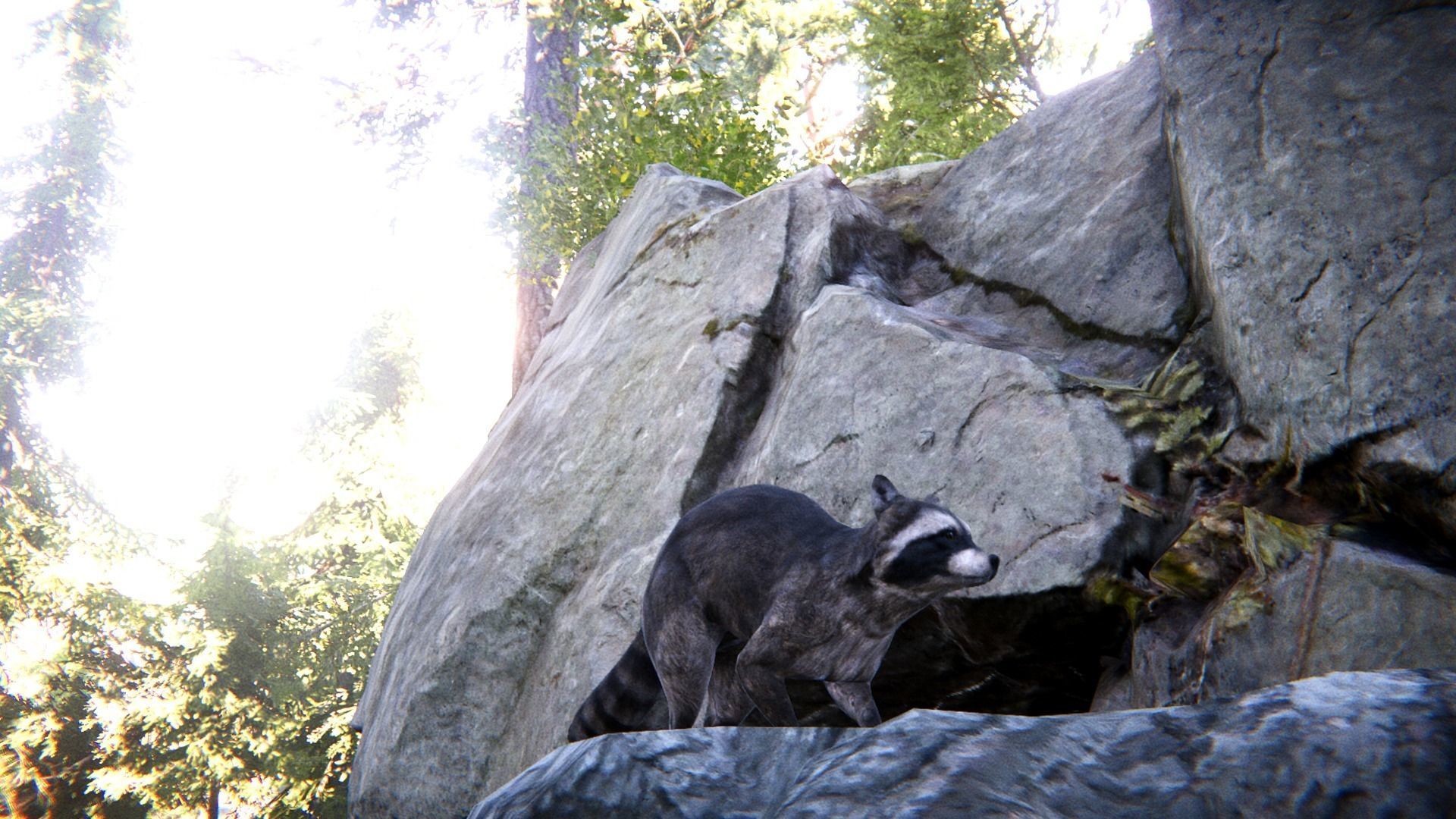 Realistic Raccoon and Red Panda 3D model_10