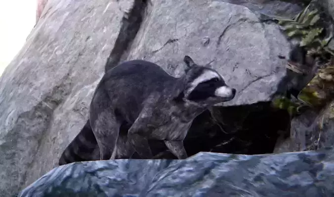Realistic Raccoon and Red Panda 3D model
