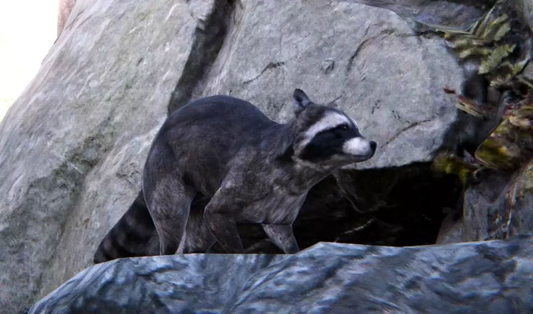 Realistic Raccoon and Red Panda 3D model_0