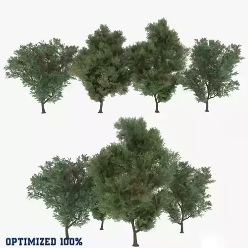 Melia Azedarach 4 Trees