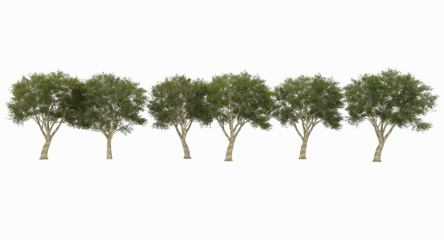 Azardirachta Indica 6 Trees Low-poly 3D model_1