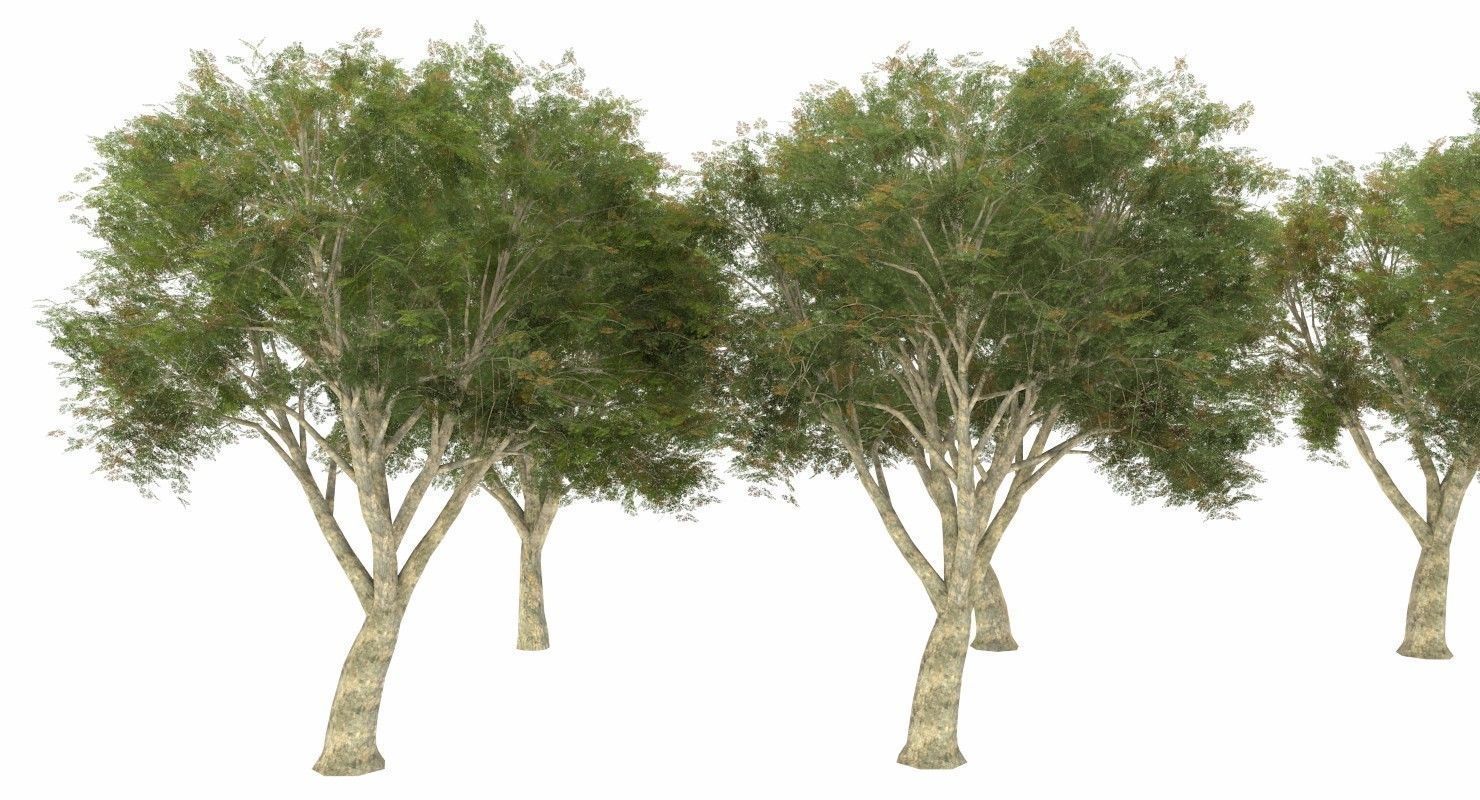 Azardirachta Indica 6 Trees Low-poly 3D model_4