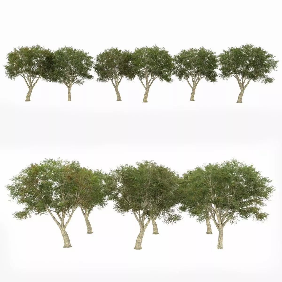 Azardirachta Indica 6 Trees Low-poly 3D model_0