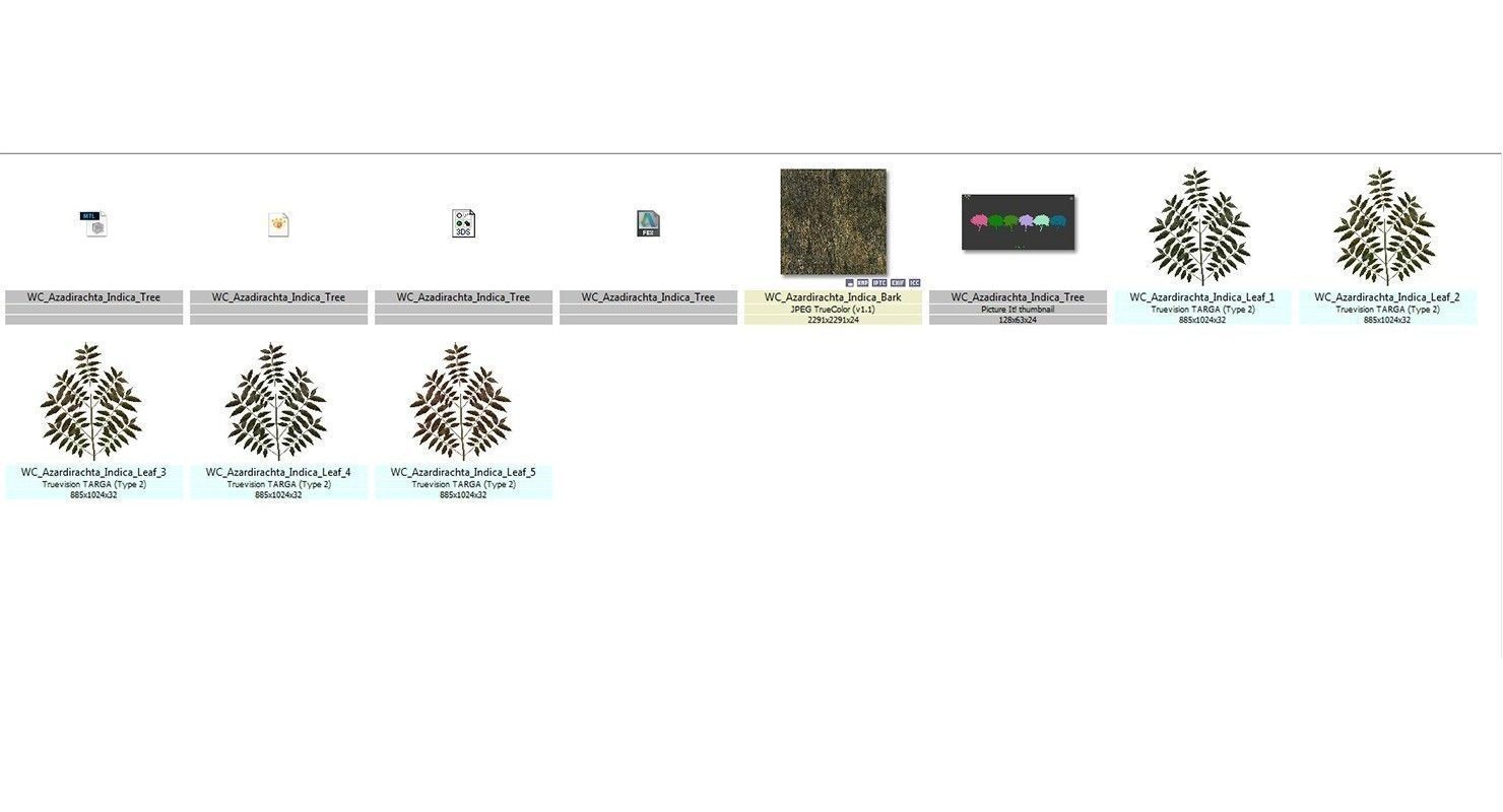 Azardirachta Indica 6 Trees Low-poly 3D model_12