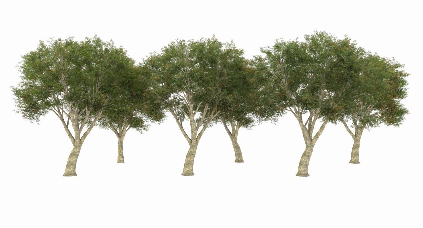 Azardirachta Indica 6 Trees Low-poly 3D model_5