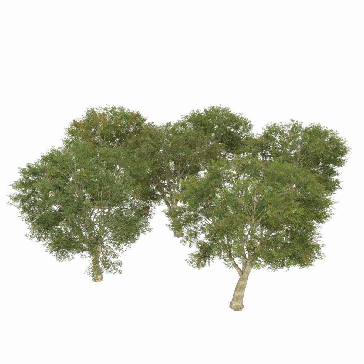 Azardirachta Indica 6 Trees Low-poly 3D model_3