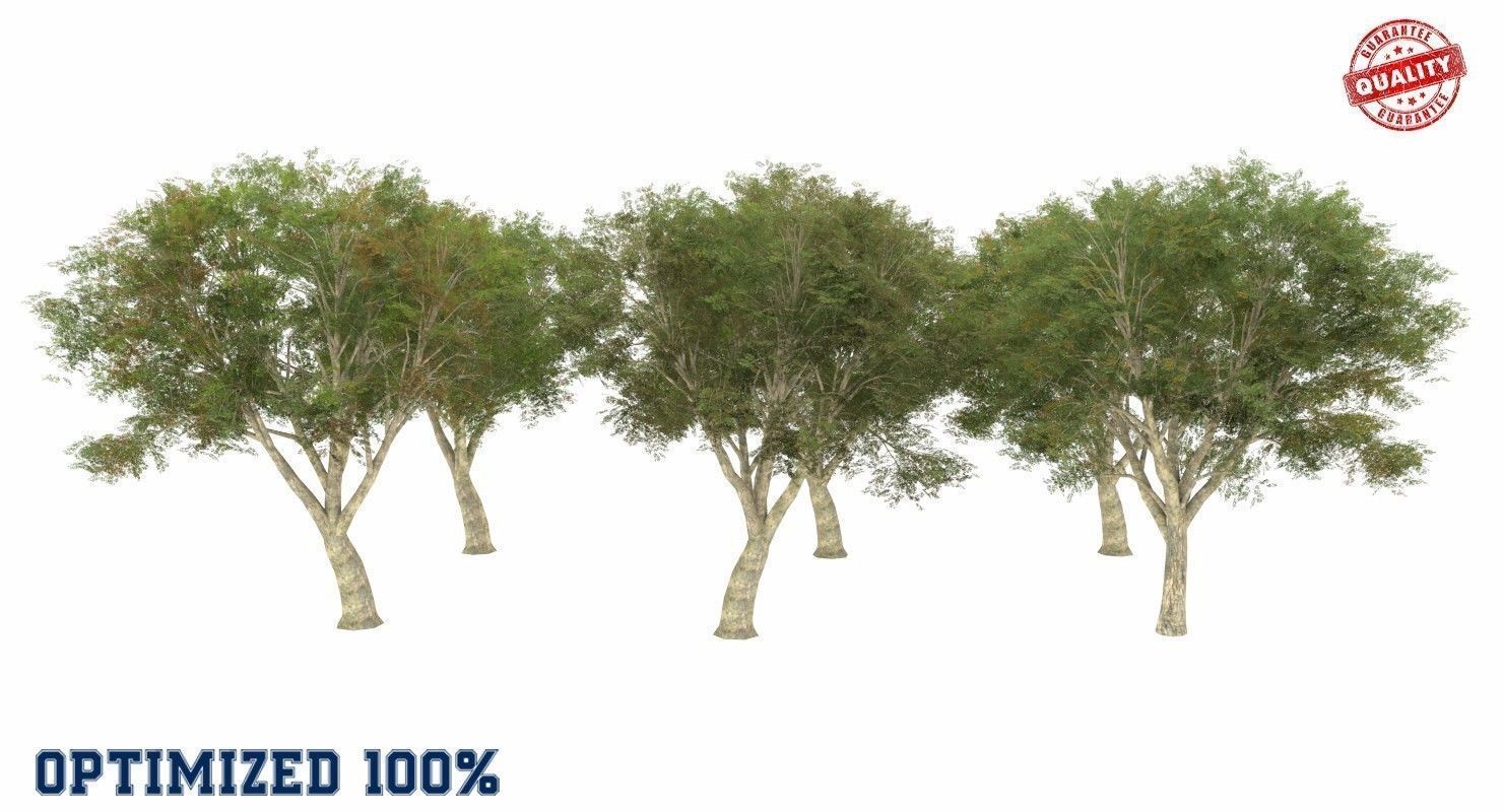 Azardirachta Indica 6 Trees Low-poly 3D model_2