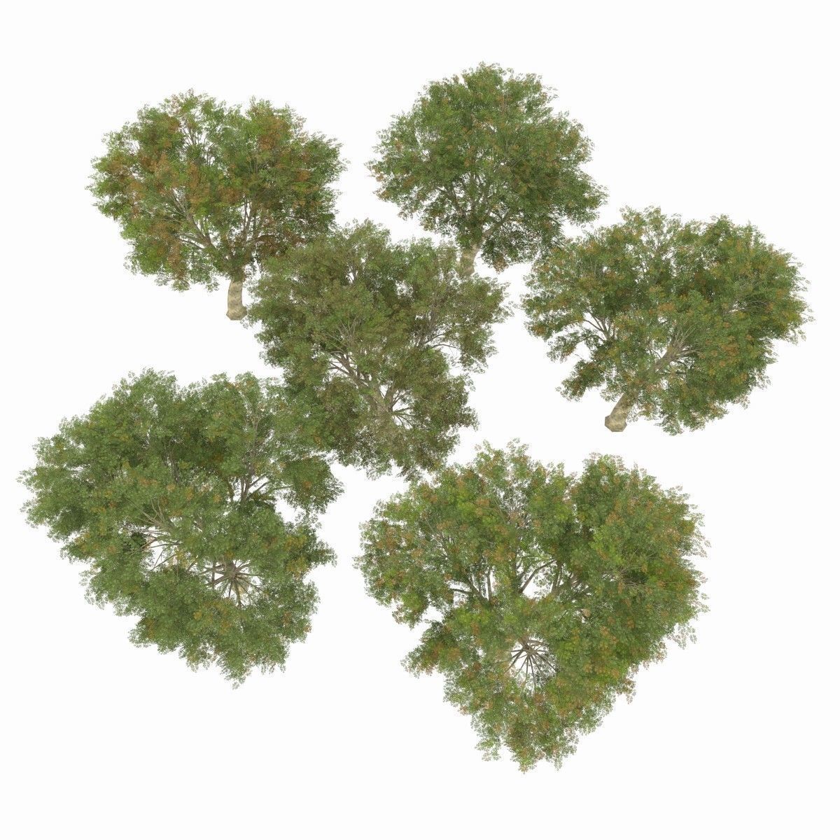 Azardirachta Indica 6 Trees Low-poly 3D model_6