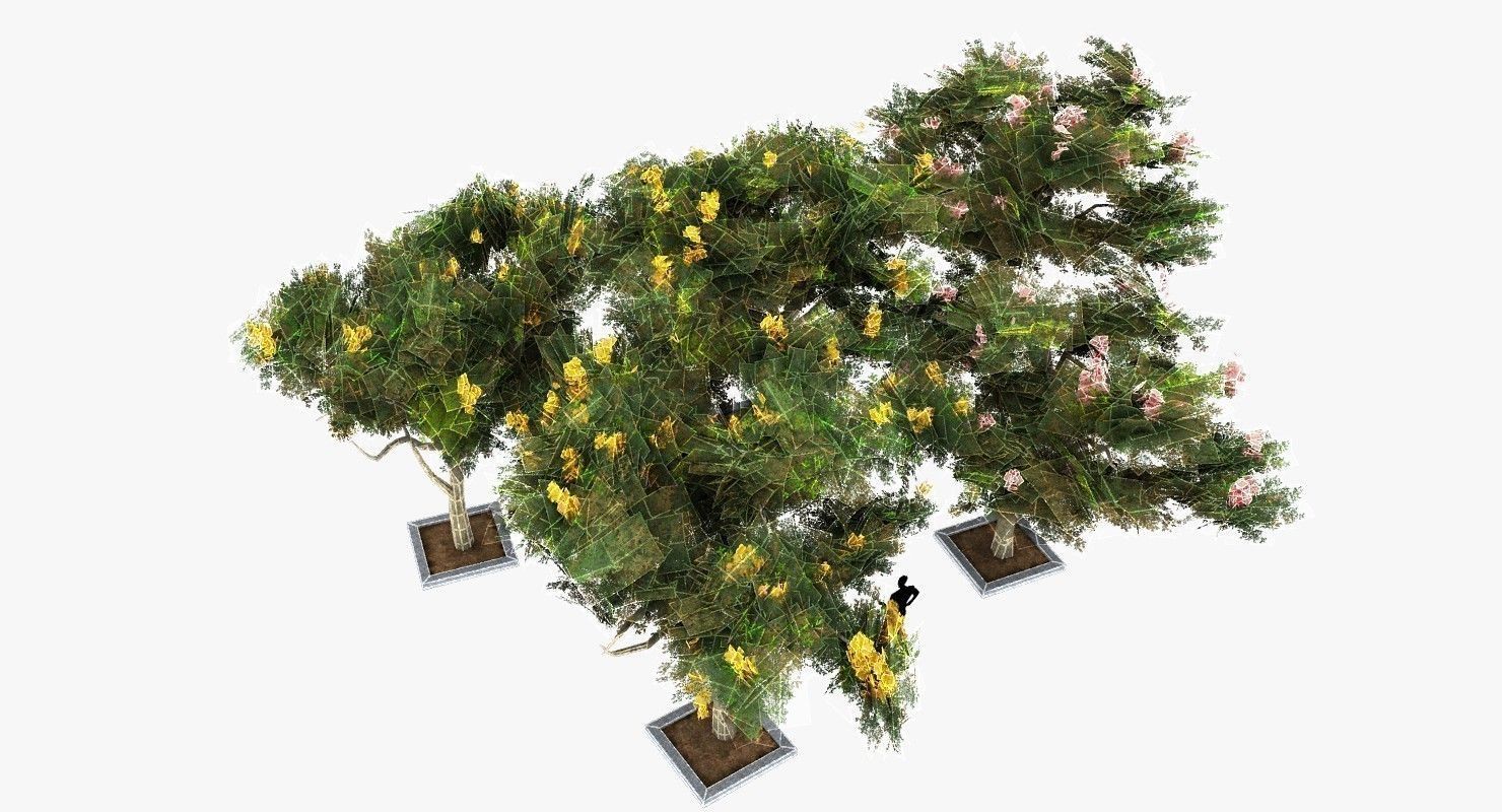 Acacia Tortillis Flower 5 Trees Low-poly 3D model_11