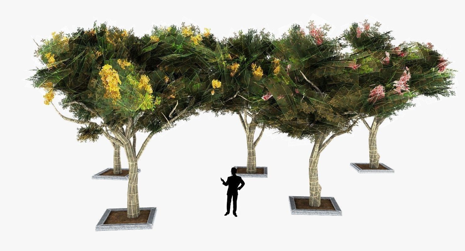 Acacia Tortillis Flower 5 Trees Low-poly 3D model_18