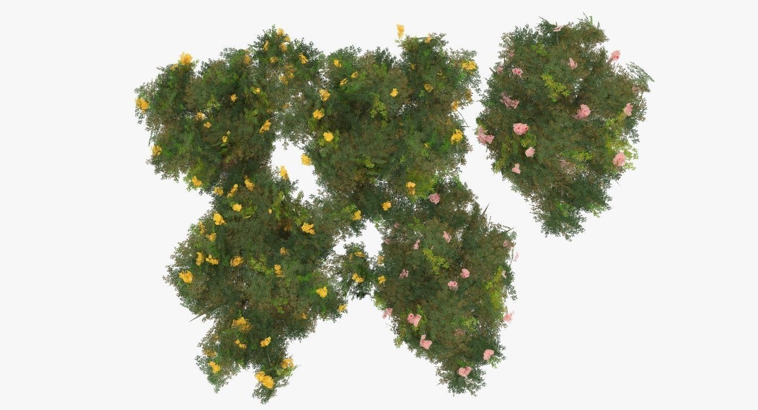 Acacia Tortillis Flower 5 Trees Low-poly 3D model_8