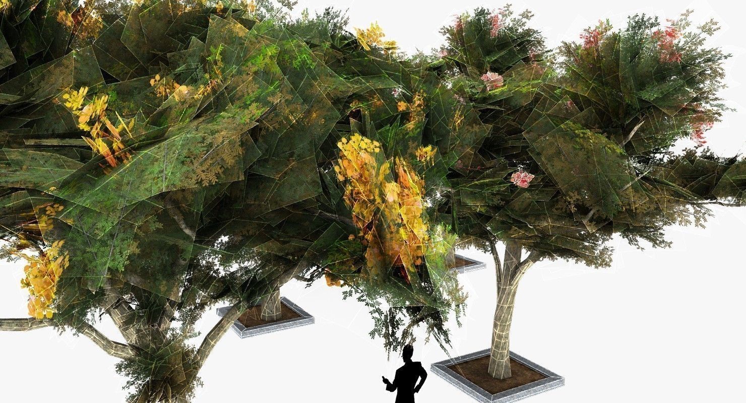 Acacia Tortillis Flower 5 Trees Low-poly 3D model_13