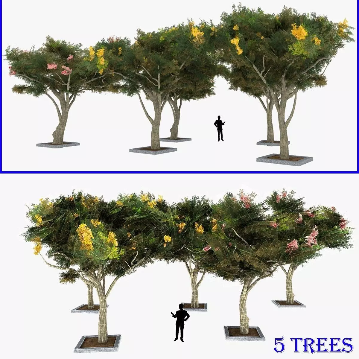 Acacia Tortillis Flower 5 Trees Low-poly 3D model_0