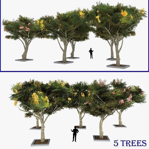 Acacia Tortillis Flower 5 Trees Low-poly 3D model