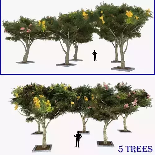 Acacia Tortillis Flower 5 Trees Low-poly 3D model