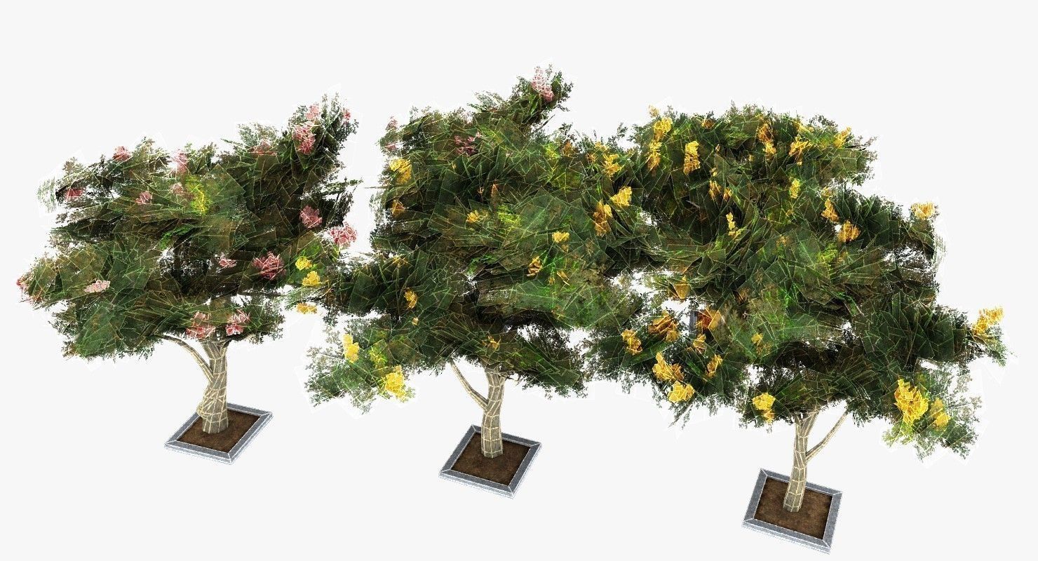 Acacia Tortillis Flower 5 Trees Low-poly 3D model_12