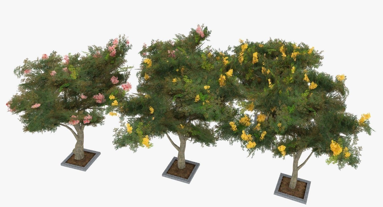 Acacia Tortillis Flower 5 Trees Low-poly 3D model_3