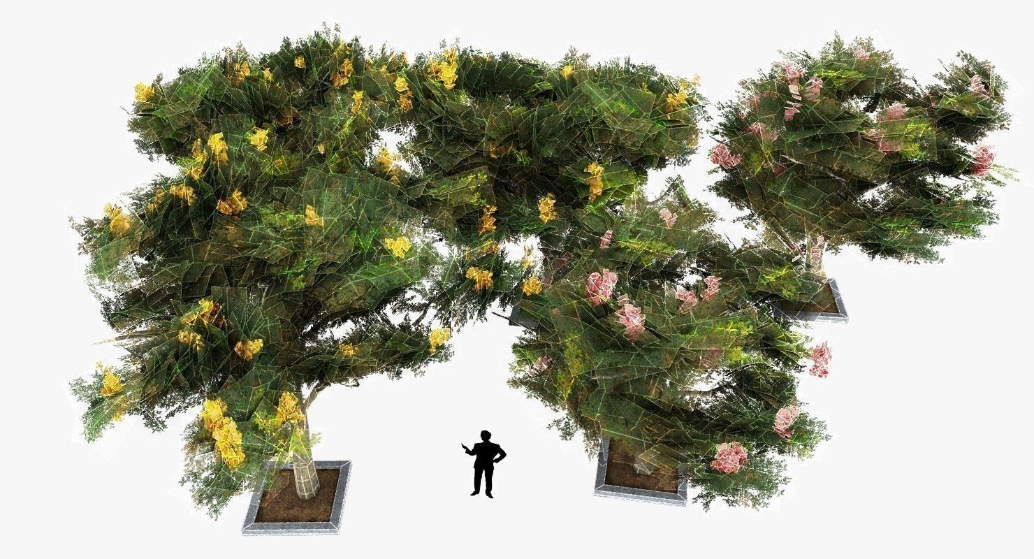 Acacia Tortillis Flower 5 Trees Low-poly 3D model_10