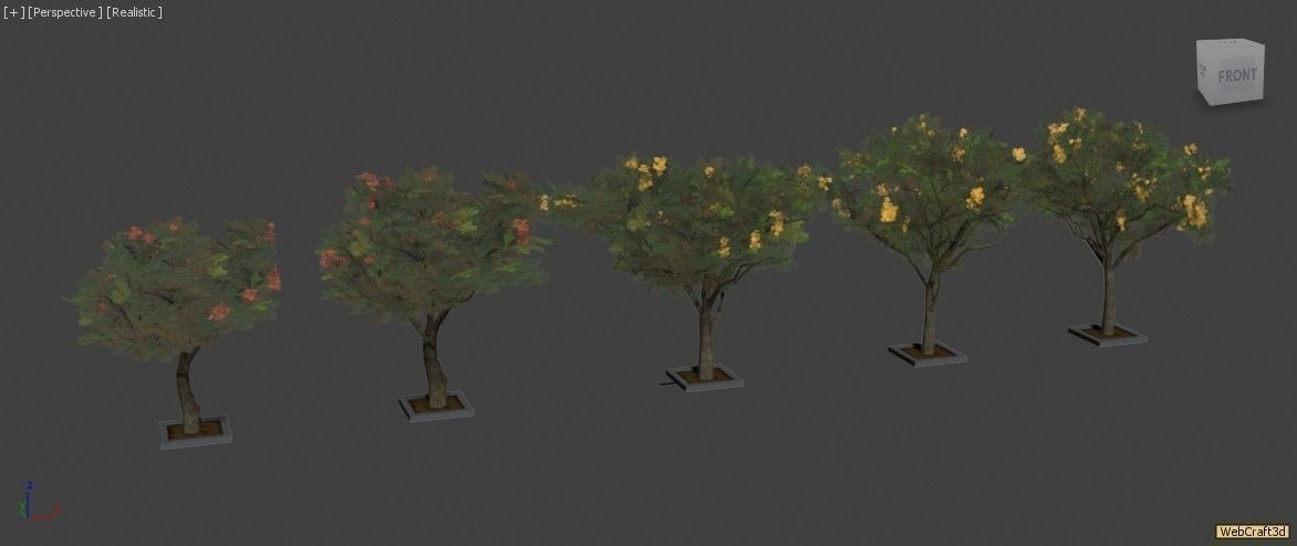 Acacia Tortillis Flower 5 Trees Low-poly 3D model_28