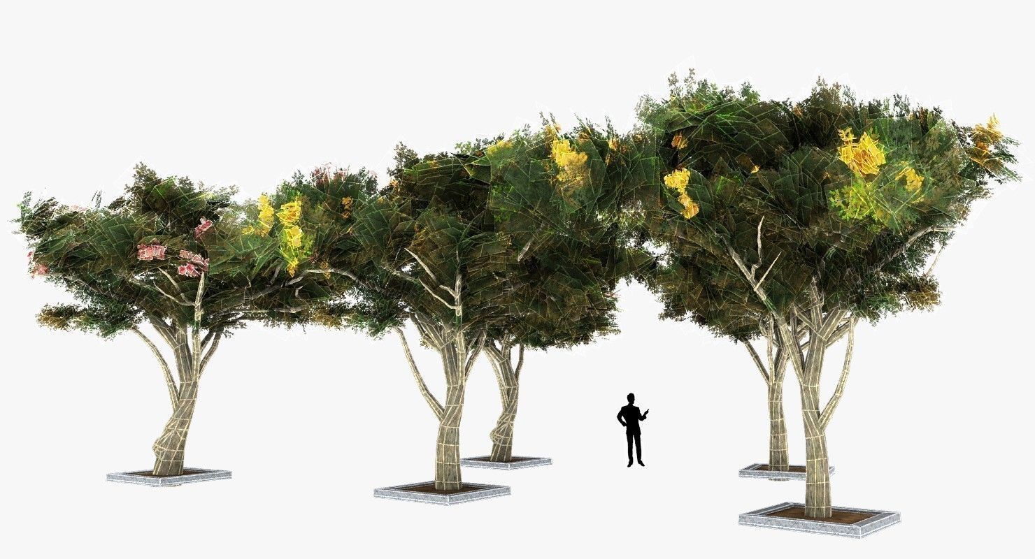 Acacia Tortillis Flower 5 Trees Low-poly 3D model_16