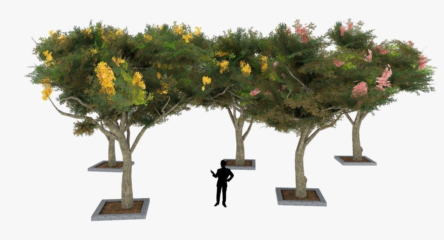 Acacia Tortillis Flower 5 Trees Low-poly 3D model_9