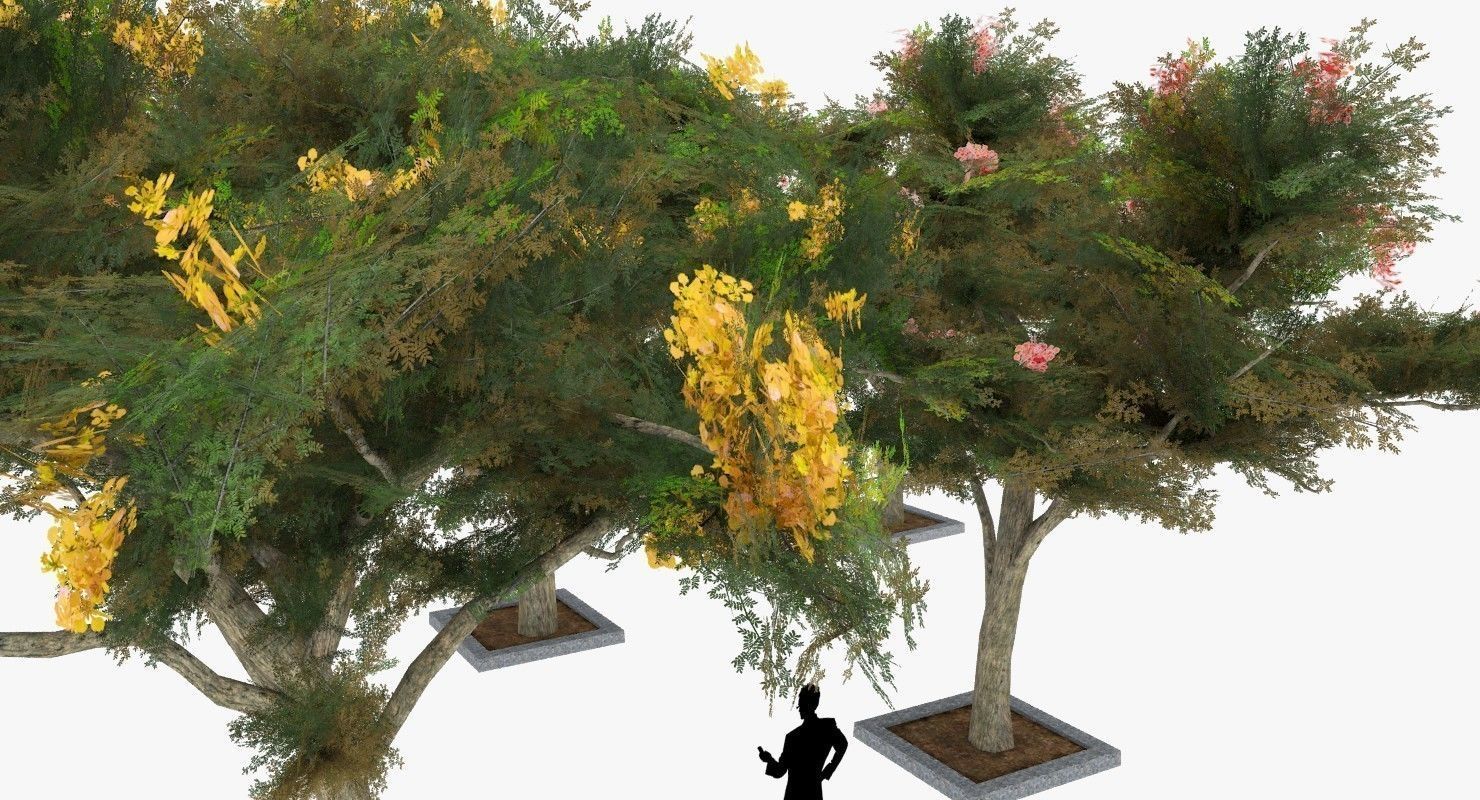 Acacia Tortillis Flower 5 Trees Low-poly 3D model_4