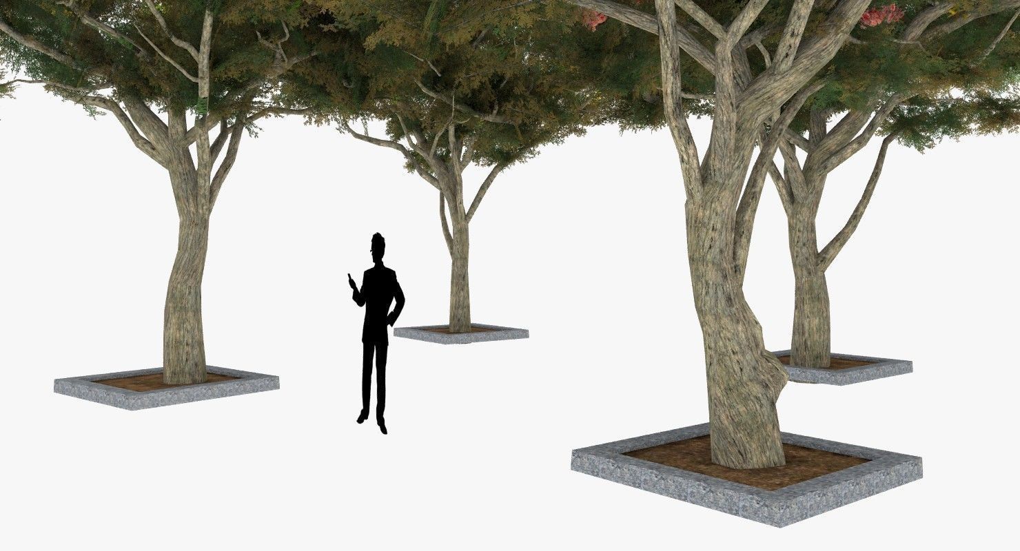 Acacia Tortillis Flower 5 Trees Low-poly 3D model_6