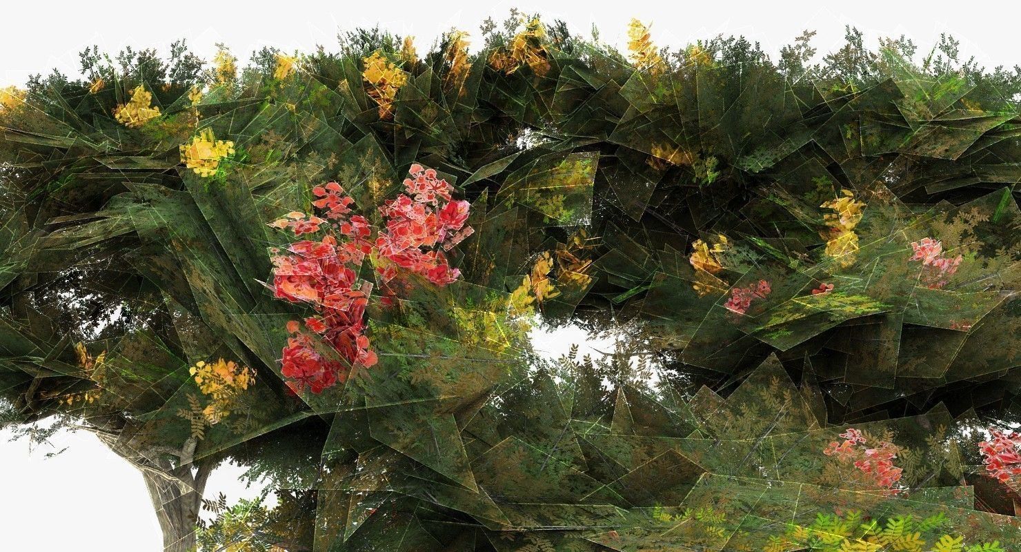 Acacia Tortillis Flower 5 Trees Low-poly 3D model_14