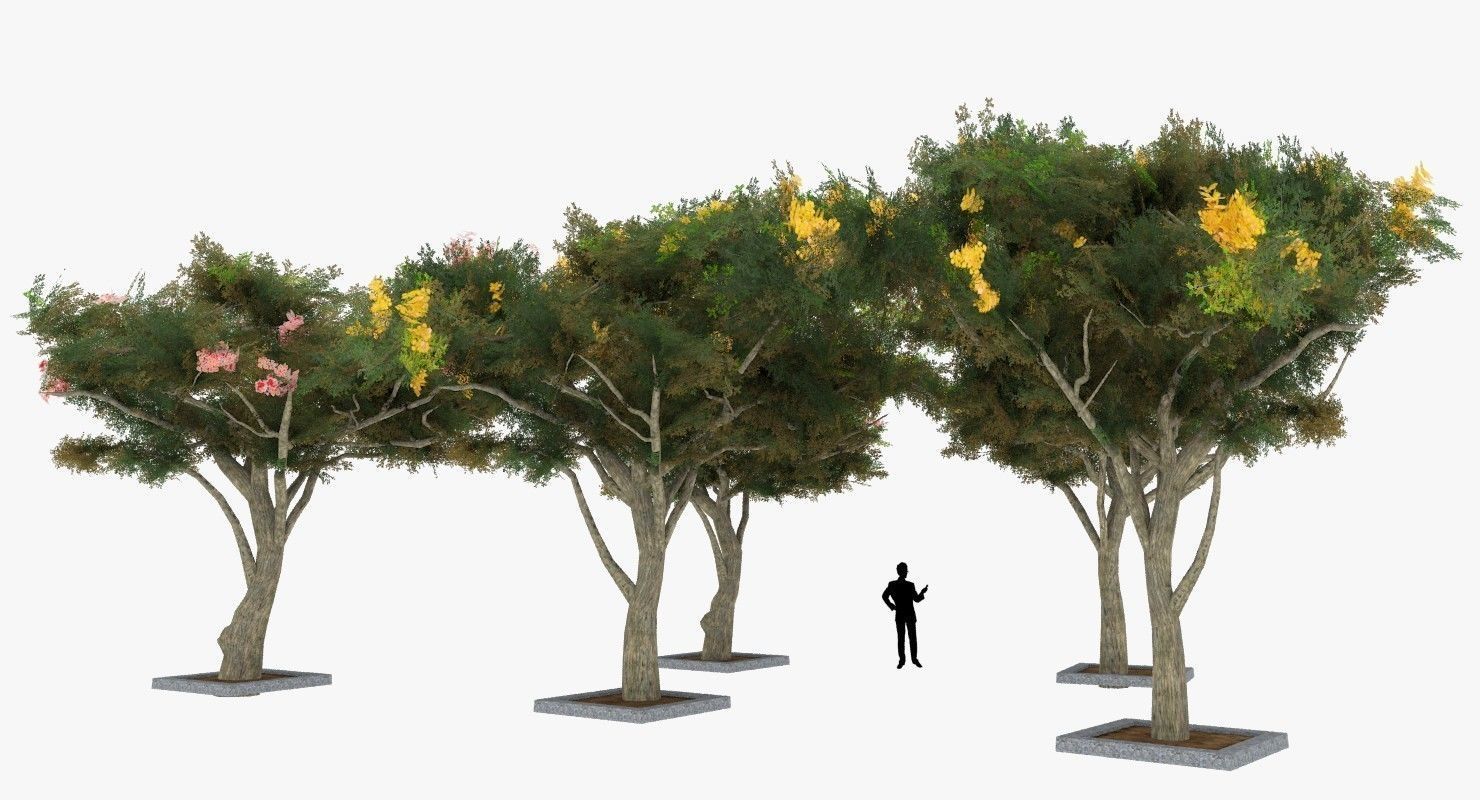 Acacia Tortillis Flower 5 Trees Low-poly 3D model_7