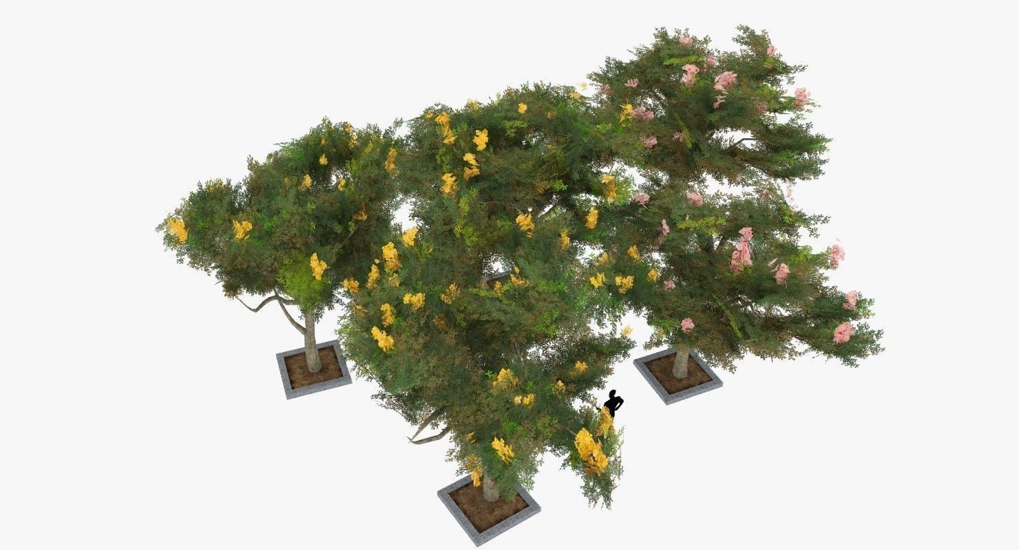 Acacia Tortillis Flower 5 Trees Low-poly 3D model_2